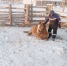 Видеофакт: якутская лошадь выполняет команды хозяина - Yakutia-Daily.Ru