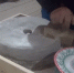 Видео: как в старину мололи муку на каменных жерновах - Yakutia-Daily.Ru