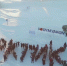 Путин потребовал не откладывать реализацию проектов в Арктике, несмотря на санкции - ИА SakhaLife.Ru