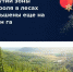 В Якутии зоны контроля в лесах уменьшены еще на 21 млн га - Министерство охраны природы РС(Я)