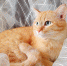 Подборка самых красивых кошек Якутска 😻 - ИА SakhaLife.Ru