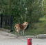 В Якутске отловлено более 1,5 тысяч безнадзорных собак с начала года - ГТРК Саха