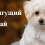 Стригущий лишай - Департамент ветеринарии РС(Я)
