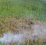 Аномально жаркая погода стала причиной лесных пожаров в Якутии - Якутское-Cаха ИА