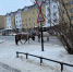 Табун лошадей промчался по улицам столицы - ИА SakhaLife.Ru