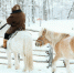 Более чем на 600 миллионов рублей вырастет господдержка сельского хозяйства в 2025 году в Якутии - Якутское-Cаха ИА