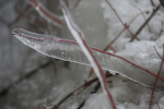 С погодой происходит что-то странное: В январе -3°😱😲
