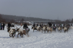 гонки оленеводов