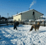 Фотофакт: Поймай меня, если сможешь! - Yakutia-Daily.Ru