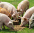 Вспышки бешенства в Новосибирской области - ИА SakhaLife.Ru
