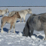 Рыцари Севера: суровая жизнь якутских табунщиков - Yakutia-Daily.Ru