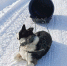 Фотофакт: Я и лошадь, я и бык… - Yakutia-Daily.Ru