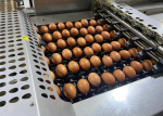 Якутия наращивает производство яиц: более 109 млн штук и курс на продовольственную безопасность